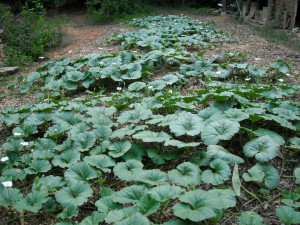 gourd plants in mid-season, ready for pollination