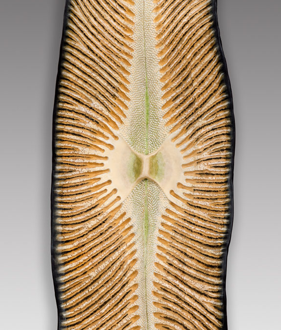 Diatom 2