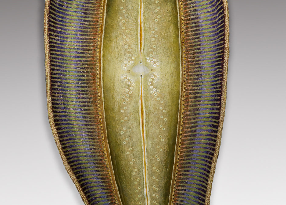 Diatom 6